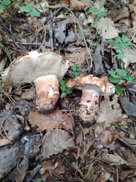Tricholoma colossus