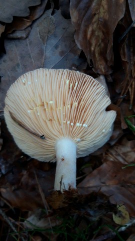 Lactarius chrysorrheus