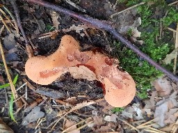 Fistulina hepatica