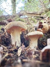 Cantharellus cibarius
