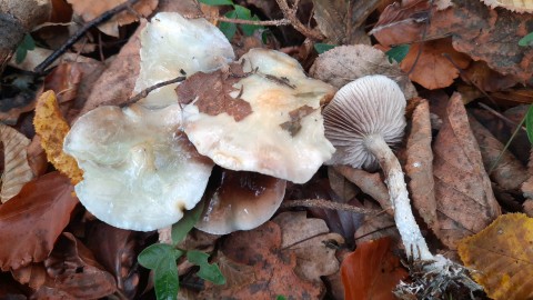 Stropharia caerulea