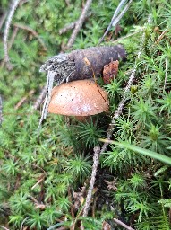 Chalciporus piperatus