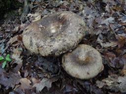 Russula albonigra