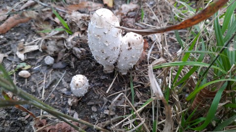 Coprinus comatus