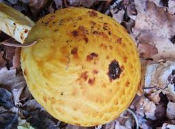 Pholiota adiposa