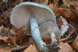 Stropharia caerulea