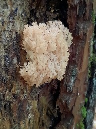 Artomyces pyxidatus