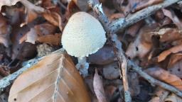 Lepiota clypeolaria