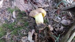 Butyriboletus appendiculatus