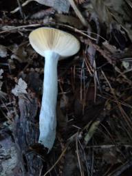 Russula caerulea