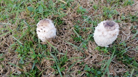 Coprinus comatus