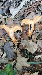 Lactarius deterrimus