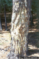 Fusarium circinatum