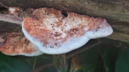 Fuscopostia fragilis