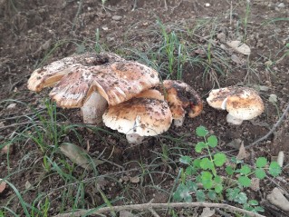 Russula subfoetens