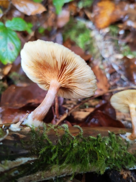 Gymnopilus penetrans