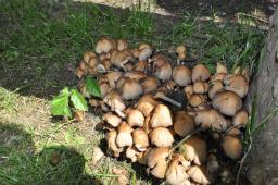 Coprinellus micaceus