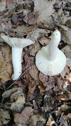 Russula vesca