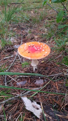 Amanita muscaria