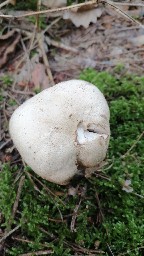 Agaricus augustus