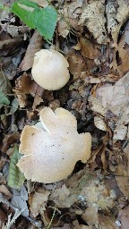 Cortinarius caperatus