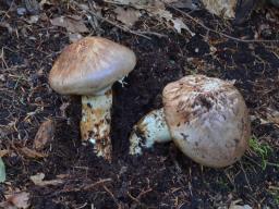 Tricholoma matsutake