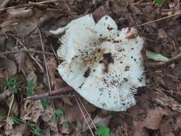 Russula delica