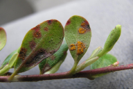 Chrysomyxa arctostaphyli