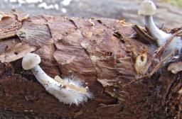 Mycena plumipes