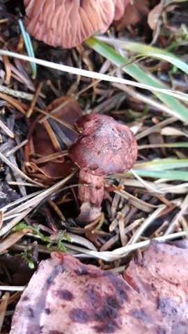 Hygrophorus capreolarius