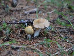 Cortinarius caperatus