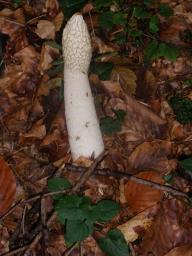 Phallus impudicus