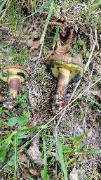 Cyanoboletus pulverulentus