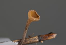 Lanzia luteovirescens