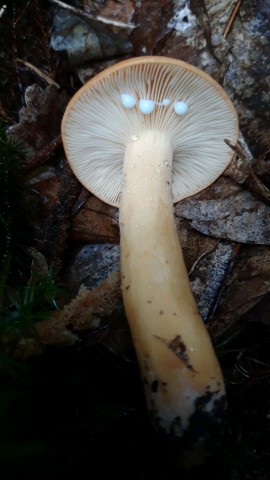 Lactifluus volemus