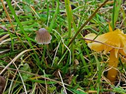 Mycena aetites