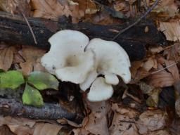 Clitocybe subspadicea