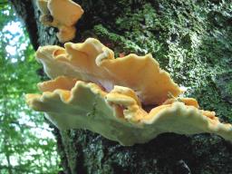 Laetiporus sulphureus