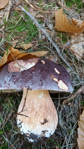 Boletus pinophilus