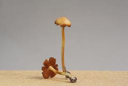 Conocybe tenera