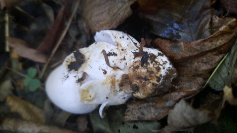 Amanita battarrae