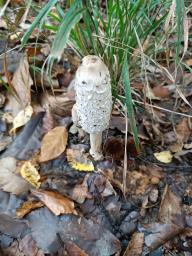 Coprinus comatus