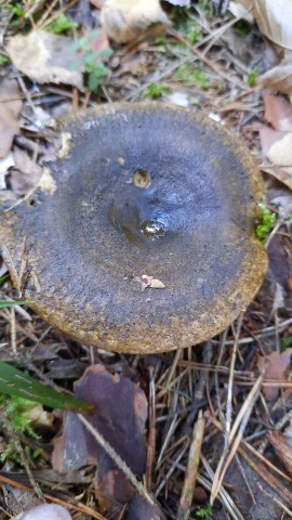 Lactarius turpis