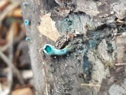 Chlorociboria aeruginascens