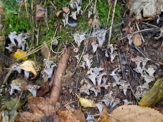 Craterellus undulatus