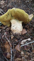 Butyriboletus appendiculatus