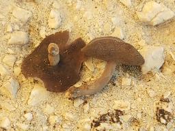 Helvella cupuliformis