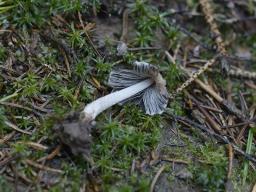 Coprinopsis cinereofloccosa