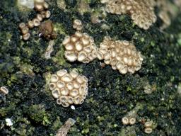Merismodes fasciculata