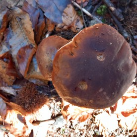 Boletus edulis